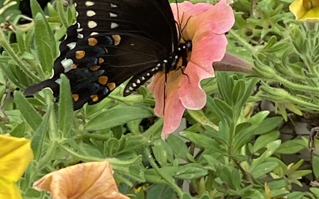 Black butterfly on flower